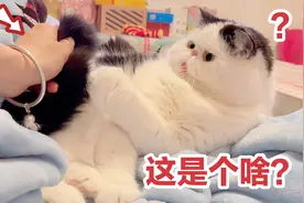 猫咪不认识自己尾巴了？一言不合又咬又打，主人当场笑疯视频封面