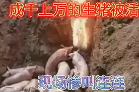 非洲猪瘟疫情传播途径广，传染速度快， 大量生猪被挖深坑活埋！视频封面