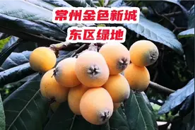 常州金色新城东区内林荫步道、生态植物、丰富水景完美结合...视频封面