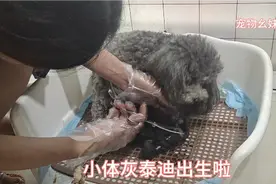 看如何接生小体灰泰迪的，没想到既然生了这么狗宝宝视频封面