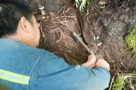 野生大何首乌出图视频封面