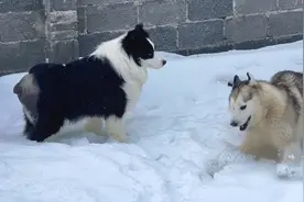 知道主人生病了，狗狗们有了很大的变化，太让人感动了视频封面