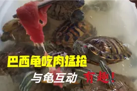 谁说养巴西龟不好玩？用猪肉喂龟互动性满满，十分有趣！视频封面