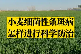 小麦细菌性条斑病怎样进行防治，如何选择药剂更好？