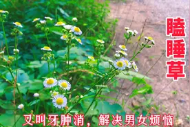 瞌睡草一年蓬，又叫牙肿消，没几人知道，解决不少家庭烦恼
