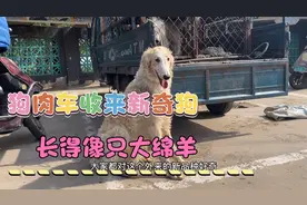 逛狗市看到狗肉车收到新奇狗，像只大的绵羊牧羊犬要价格还挺高视频封面