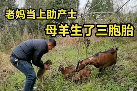 小周不在家，母羊喜添三宝，出生一天的羊咩咩好可爱视频封面