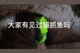 给大家见证一下我家猫咪是怎么抓鱼的视频封面