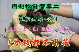 园艺师教你：1分钱都不花！自制松针营养土！4种不同配方！来看看视频封面