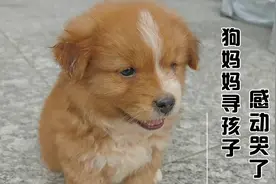 狗妈妈寻孩子，感动哭了！视频封面