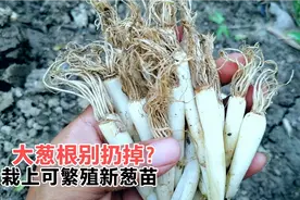 大葱根可别扔掉？栽上后繁殖新葱苗，不用买种子，葱苗长得旺嫩绿视频封面