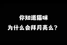 你知道猫拜月嘛？视频封面