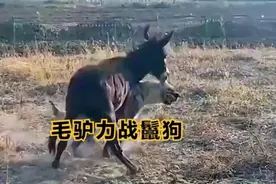 毛驴看家本领对战鬣狗掏肛大法，屡试不爽的鬣狗绝技反成致命弱点视频封面