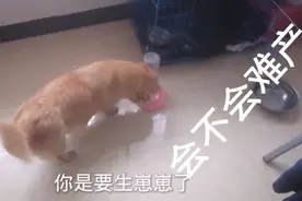 狗狗快要生了，会不会难产？？