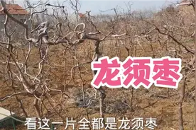 山东最好看的果树苗“龙须枣”你们见过吗？40元一颗，真的不贵视频封面