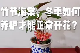 竹节海棠，冬季如何养护才能正常开花视频封面