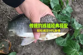 干货分享传统钓线组经典搭配，轻松搞定99%鱼情，专攻老滑大鲫鱼视频封面