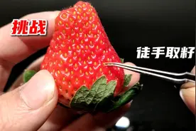 你知道一颗草莓有多少籽吗？挑战徒手取籽到底有多难！视频封面