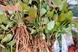 身边的草药（428），普洱百草根节之杏叶防风，温中散寒止痛消肿视频封面