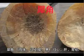 每天学一味中药：犀角。属清热凉血药。视频封面