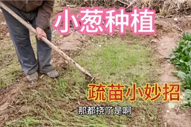 种植小葱有技巧，这样挠一下小葱疯长不停，75岁老农实操讲解视频封面