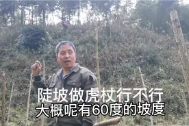 陡坡种虎杖，同样产量10000多斤，还不浪费土地视频封面
