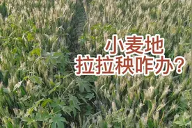 农民注意:小麦地里拉拉秧多、影响收获怎么办，一招解决拉拉秧视频封面