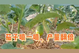 茄子挂果期用它喷一喷，茄子产量高，还没病虫害视频封面