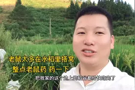 老爸种的水稻田里老鼠泛滥，到处乱啃又搭窝，弄几堆老鼠药药一下