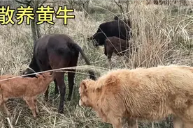 大山里养的鸡经常被老鹰叼走，没办法阿天只好亲自出马来解决视频封面