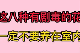 喜欢养花的朋友注意啦，这八种有剧毒的花一定不要养在室内。视频封面