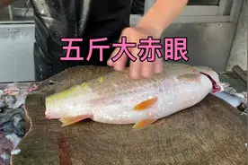 5斤的野生赤眼真是吃鱼生的佳品，200块不到就可以跟兄弟们聚一餐