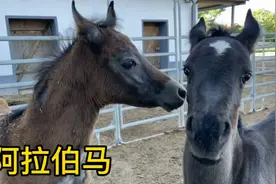 阿拉伯是世界上最漂亮的马，被称为沙漠精灵，劳斯莱斯也不换！视频封面