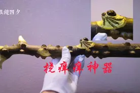 花椒木手把件视频封面