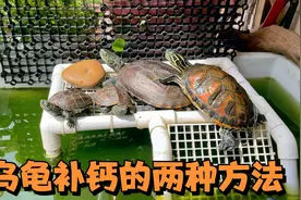 晒太阳对乌龟有哪些好处？如何安全的给龟补钙？实用分享两种方法视频封面
