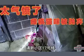 太气愤了，瘫痪的猫咪被抛弃在冰天雪地让其自生自灭，良心何在