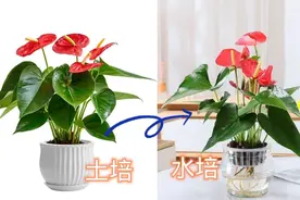红掌，粉掌土培转水培详细教程来了，还有后期养护技巧