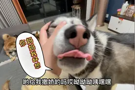 狗狗每天都粘着一个月没见的主人，生怕主人再次离开，看哭了！