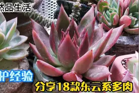 分享18款东云系多肉品种，附夏季养护经验，掌握方法极好度夏视频封面