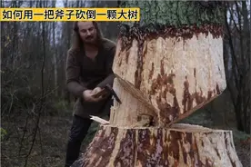 如何只要一把斧头伐树，计算精准，用绳子拖拽，轻松砍倒大树视频封面