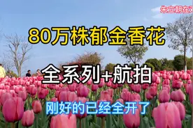 邓州朱立朝，南阳新野，80万株郁金香花开盛宴，全系加航拍全景视频封面