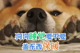 狗狗睡觉要不要盖东西保暖