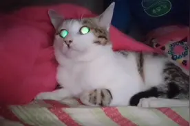 猫咪叫声和眼睛吓跑很多老鼠视频封面