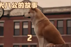 一见钟情到钟情一生 忠犬小八告诉你忠诚含义#影视解说 #好剧推荐视频封面