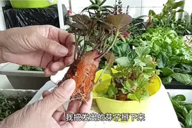红薯紫薯育苗，把发出的芽子掰下来催根，这方法不缓苗长的旺