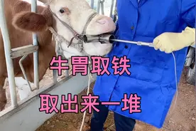 牛胃取铁，取出来一堆，老宋现场操作，养牛人一定要学会