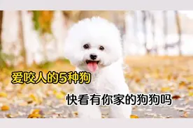 爱咬人的5种宠物狗，千万别养，谁养谁后悔视频封面