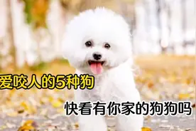 爱咬人的5种宠物狗，千万别养，谁养谁后悔视频封面