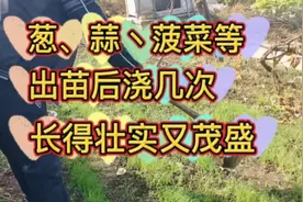 秋季葱、蒜、韭、菠菜等小菜，出苗后浇几次，长得壮实又茂盛视频封面