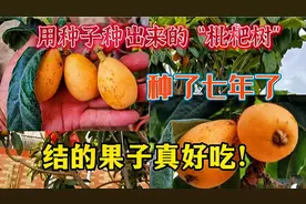 用种子种出来的枇杷树，种了七年了，枇杷结的果子真好吃！视频封面
